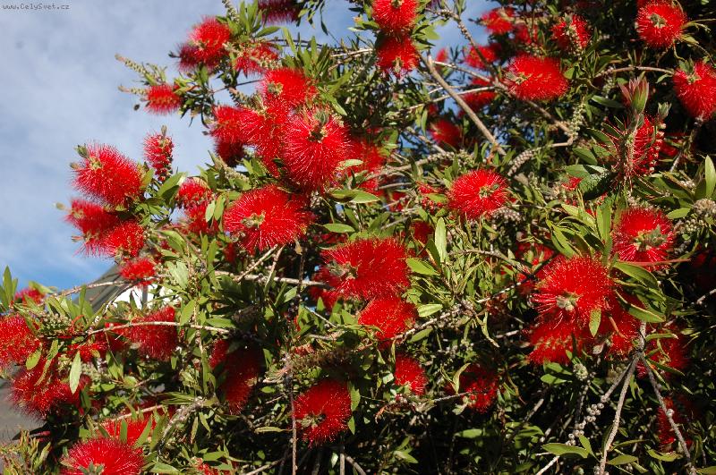 Foto: �erven� chm���