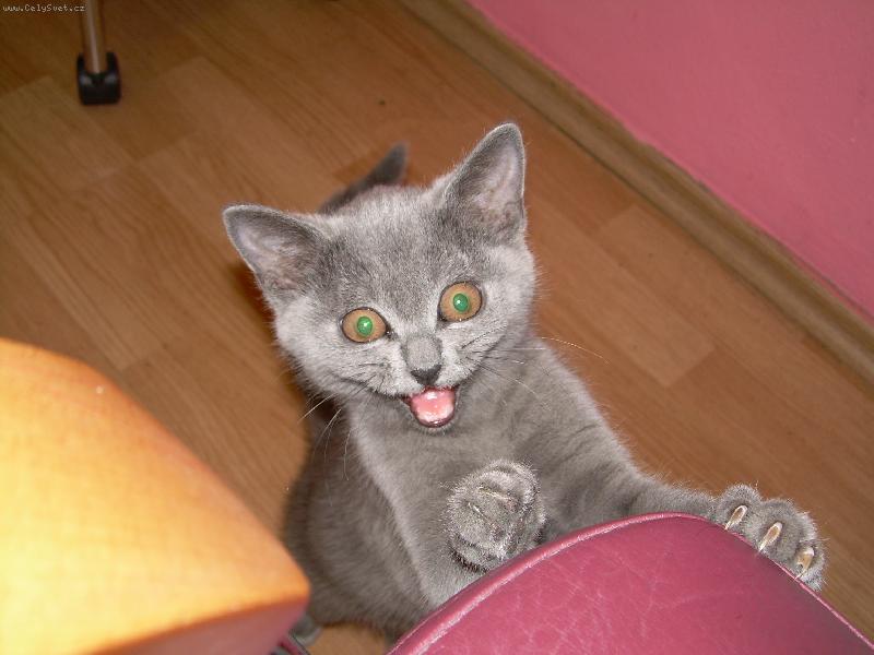 Foto: Ko�ka Ad�lka.-Hal�,m� miska je pr�zdn�!