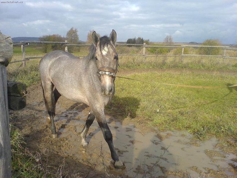 Foto: Kladrubsk� k�n-No nem�m kr�sn� pohled....