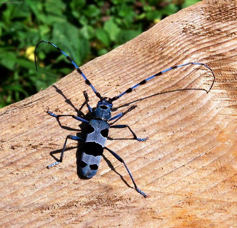 Foto: F�za� alpsk�