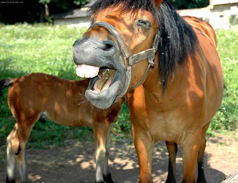 Foto: Vesel� kobylka....