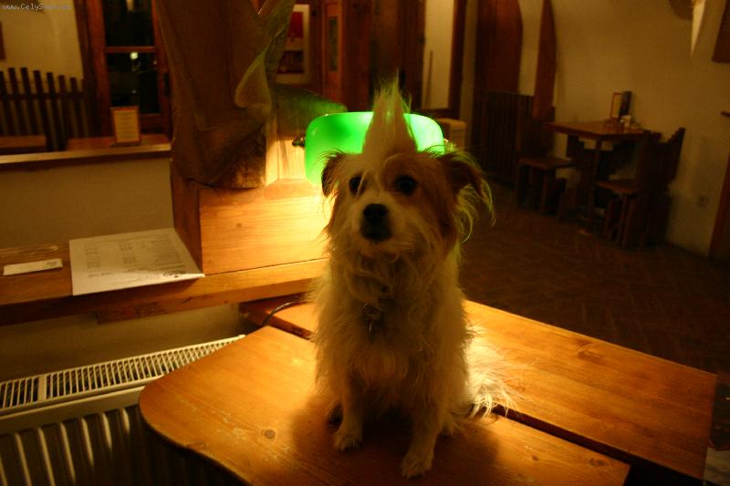 Foto: Punk never die