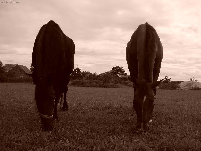 Foto: Jako jedno t�lo-Na�i kon�ci p�i pastv�