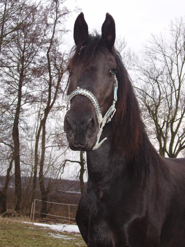 Foto: Na�e Klaske-Ma�e Fr�sk� kobylka jm�nem Klaske