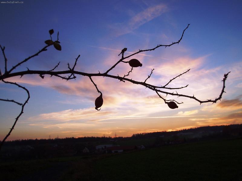 Foto: P�es ��pek-Dne�n� proch�zka s Terdou