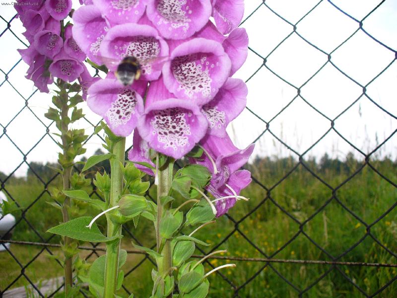 Foto: n�prstn�k a �mel�k-tak dady jsem je�t� nebyl