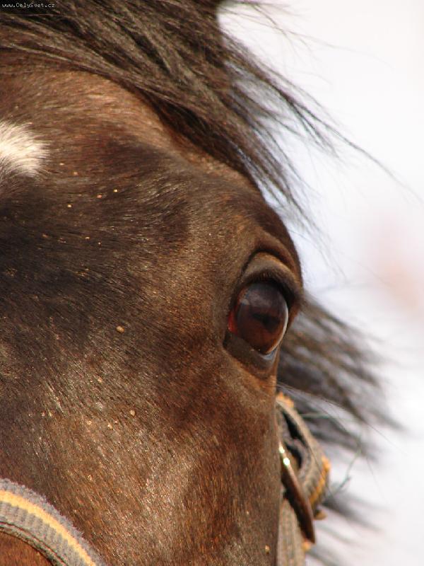 Foto: Pistol-okno do du�e