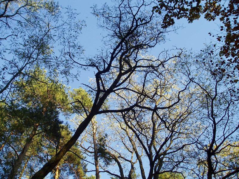 Foto: Podzimn� les