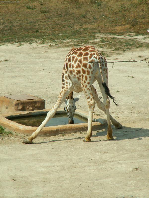 Foto: �IRAFA (Jak pije �irafa?)