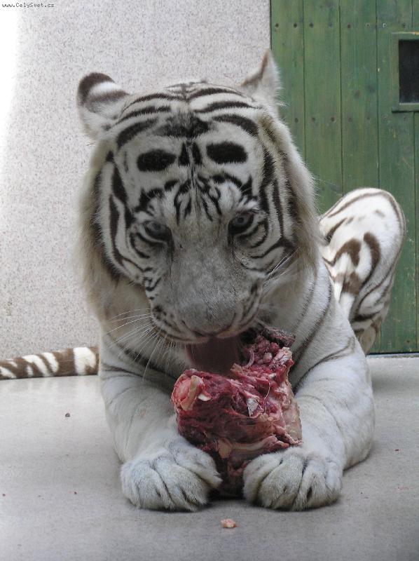 Foto: b�l� tygr-p�i krmen�