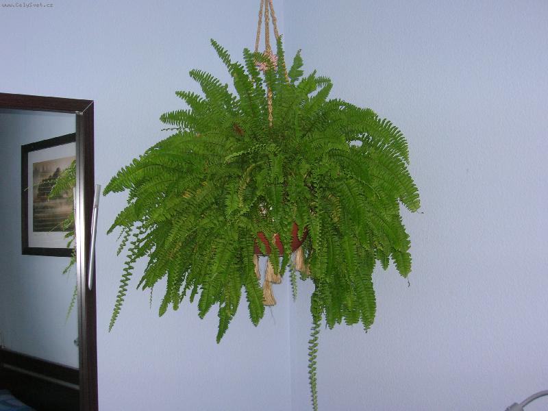 Foto: kapradina-dominanta pokoje