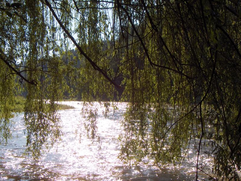 Foto: s�zava-...zlat� �eka