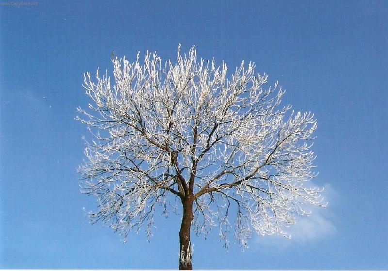 Foto: zasn�en� jasan