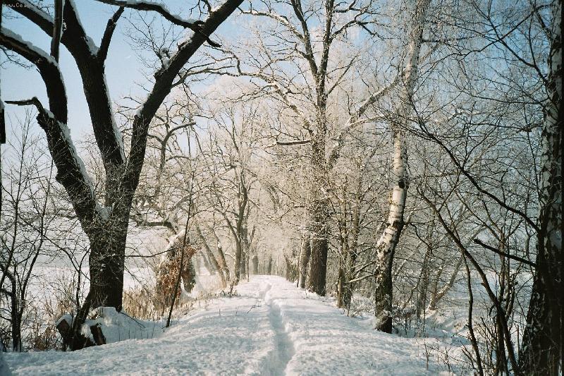 Foto: Ladovsk� zima-Budou leto�n� v�noce b�l�?