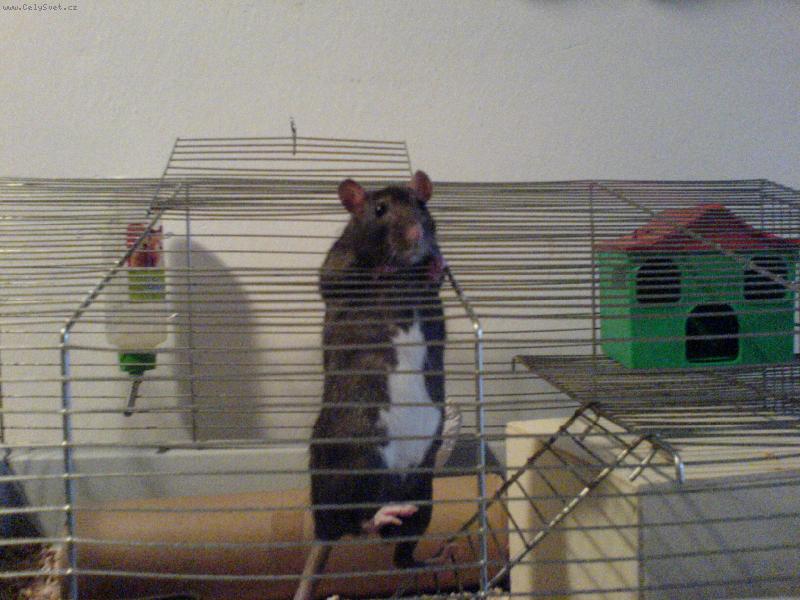 Foto: Monty-tak copak dostanu na zub...