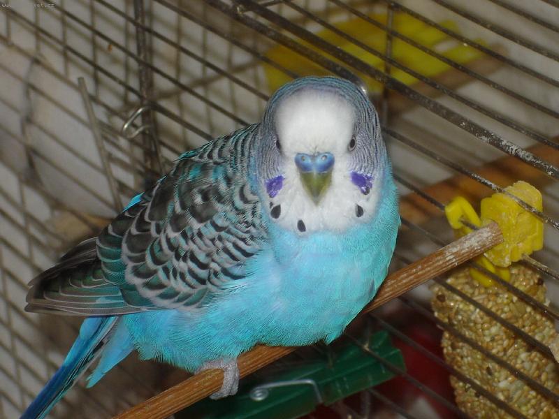 Foto: Andulka Vlnkovan�-Muf�k