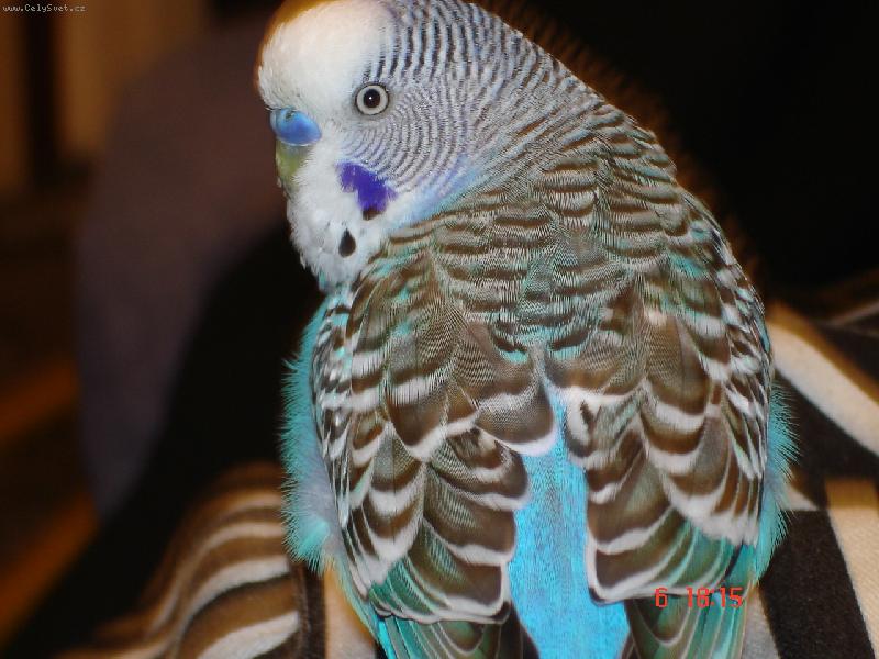 Foto: Andulka Vlnkovan�-Nepomlouvejte m� za z�dy