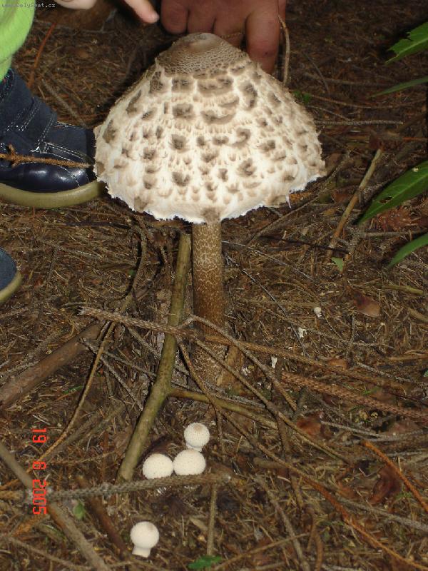 Foto: Bedl� jedl�