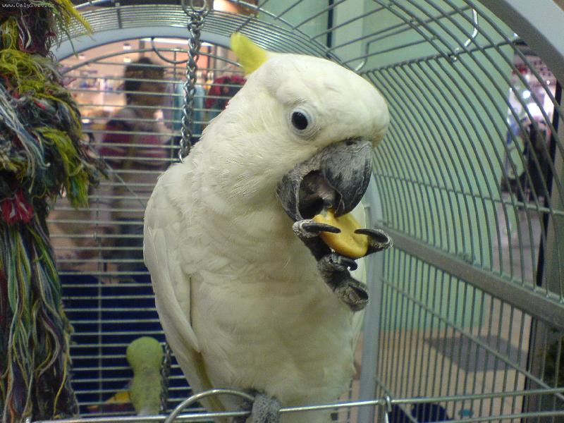 Foto: dobr� pi�kotka-Kakadu Roky