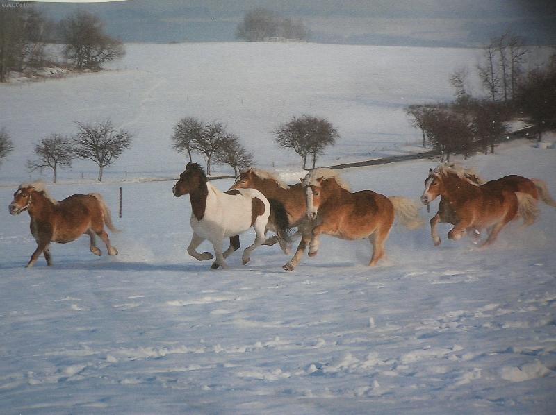 Foto: POH�DKA-Na�i kon��ci, Fabor, Felina, Fanny, Fortina, Faran, Legr�n