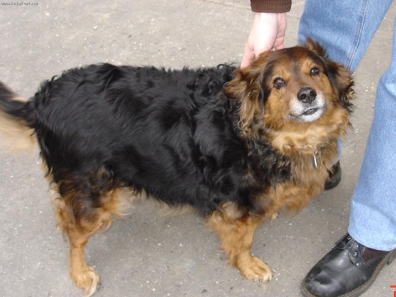 Foto: �istokrevn� vo��ek-Bettynka