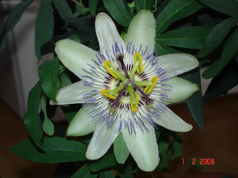 Foto: Mu�enka-Kv�t