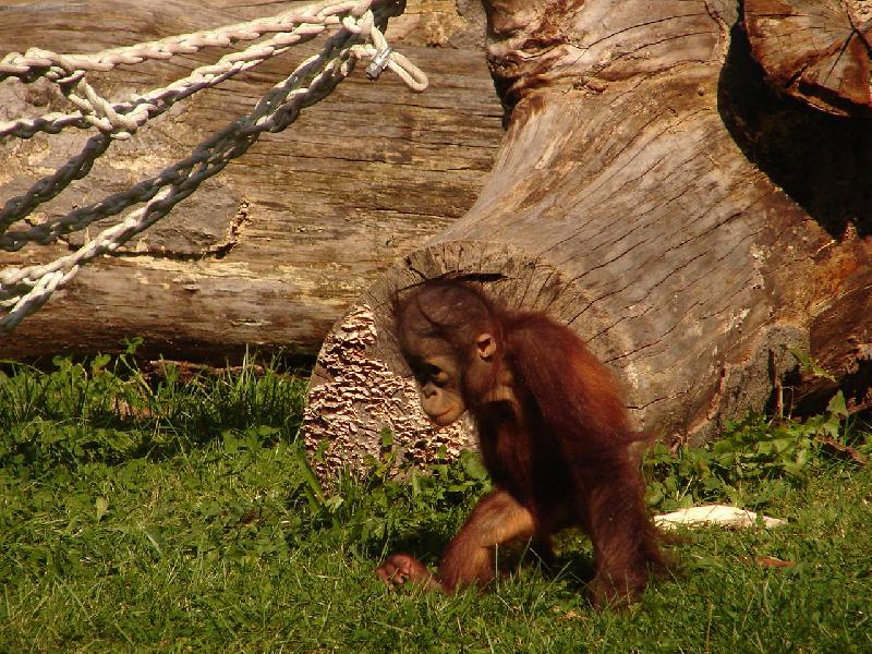 Foto: mal� opi�ka