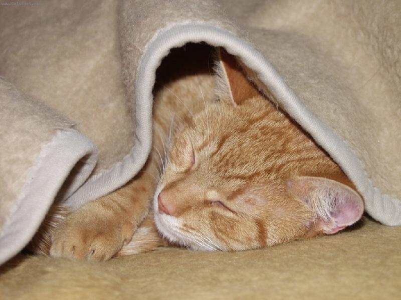 Foto: doubrou noc sticku fido-Jarou�ek spi