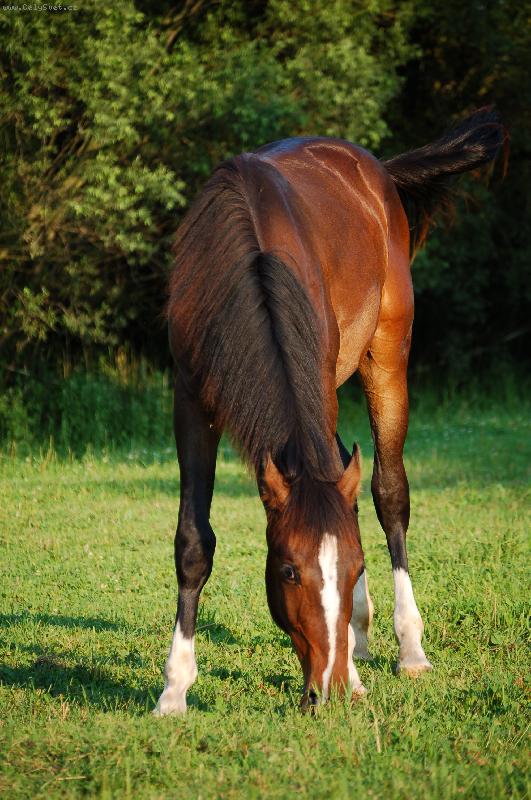 Foto: Commet-nar. 3/05, klisna, o:Carbido, m:Miky (po Mykonos)