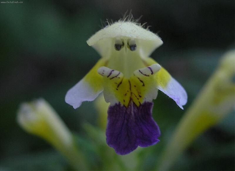 Foto: Hluchavka....-Makro