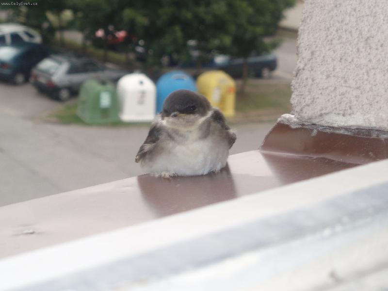 Foto: n�v�t�va-ml���tko