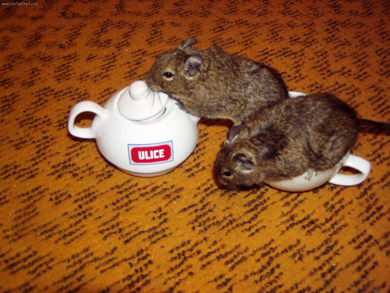 Foto: Nechal si mi tam tro�ku t� k�vy?-Osm��ci