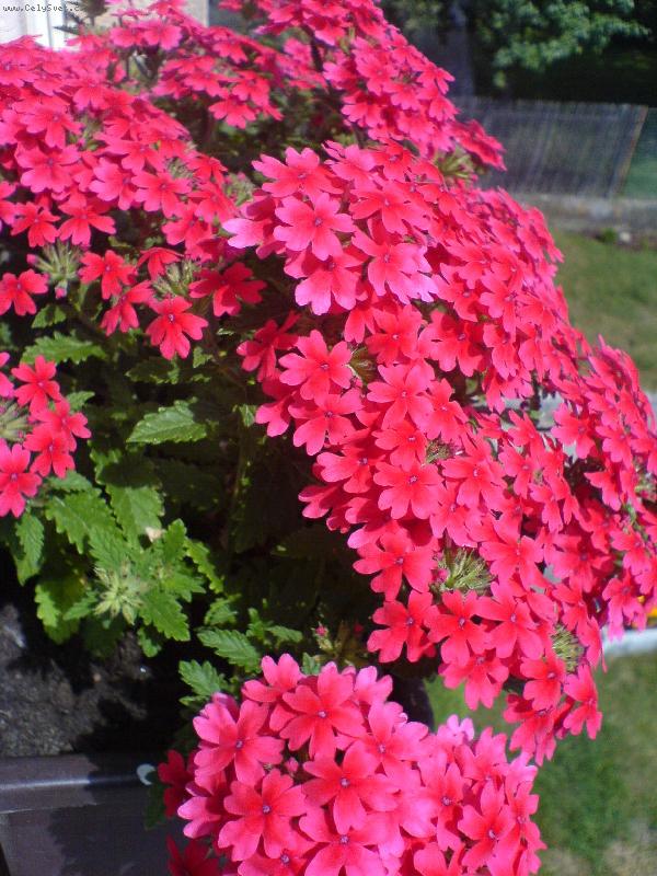 Foto: Verbena