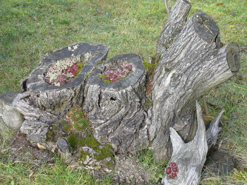 Foto: zahrad prosinec 2006-I tak m��e vypadat st���