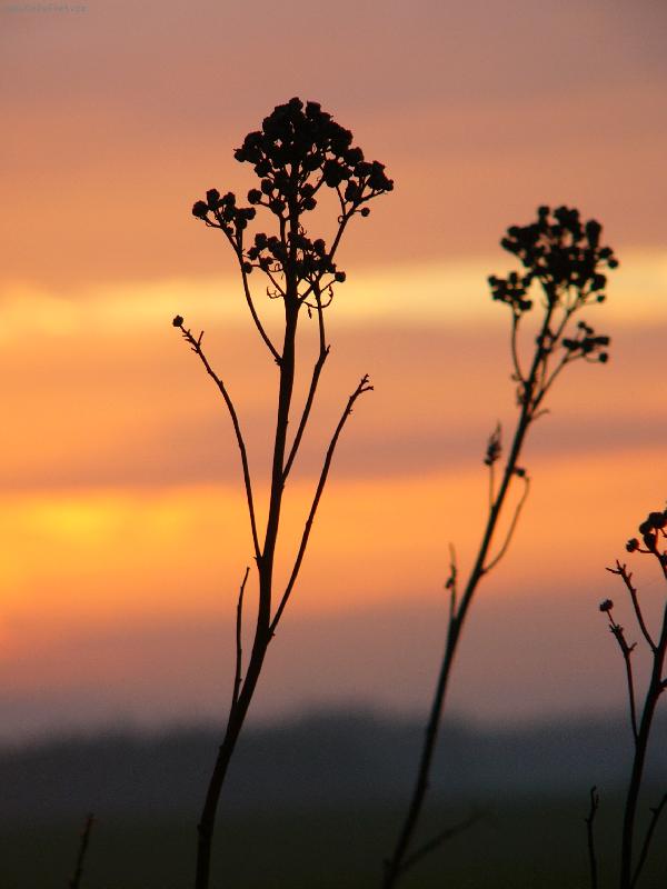 Foto: Rostliny jdou sp�t