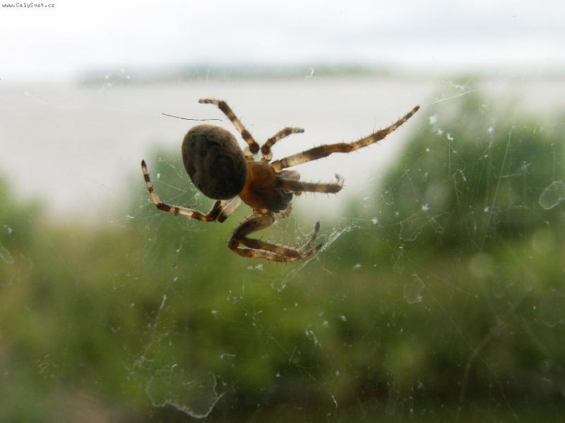 Foto: spider