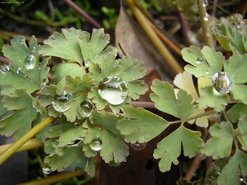 Foto: kapky de�t�