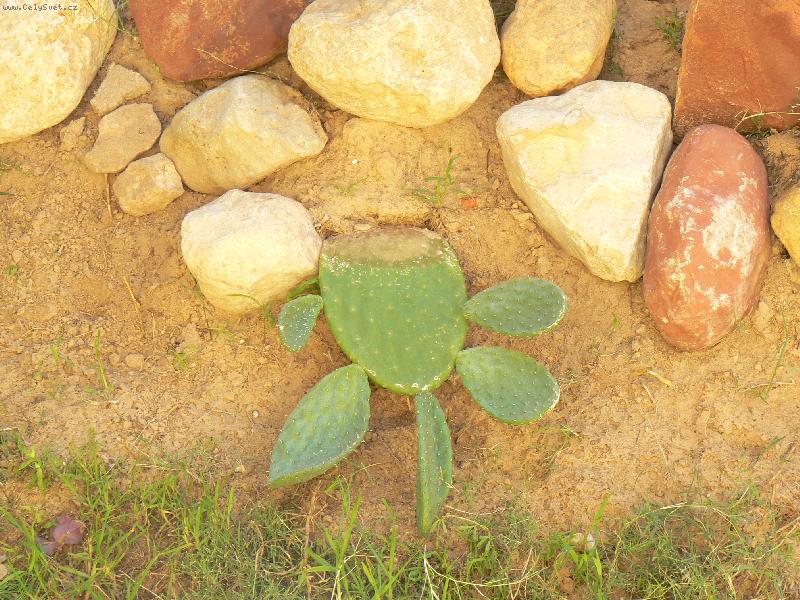 Foto: �elva z kaktusu :-)