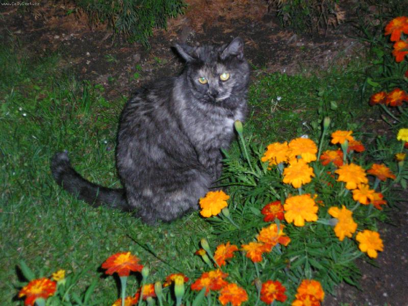 Foto: Sesinka v r�ji