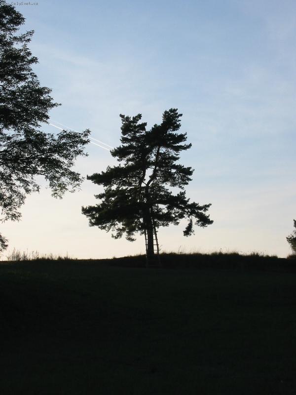 Foto: Borovice-hmm!