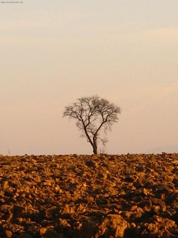 Foto: Opu�t�n� strom