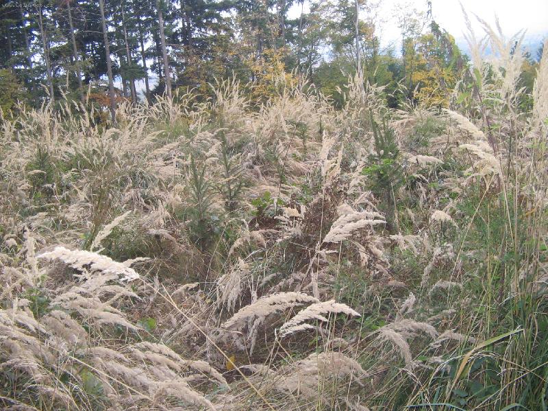 Foto: �epot tr�v