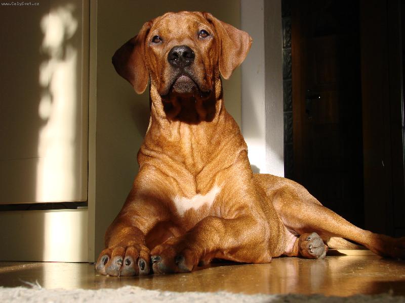Foto: Montego