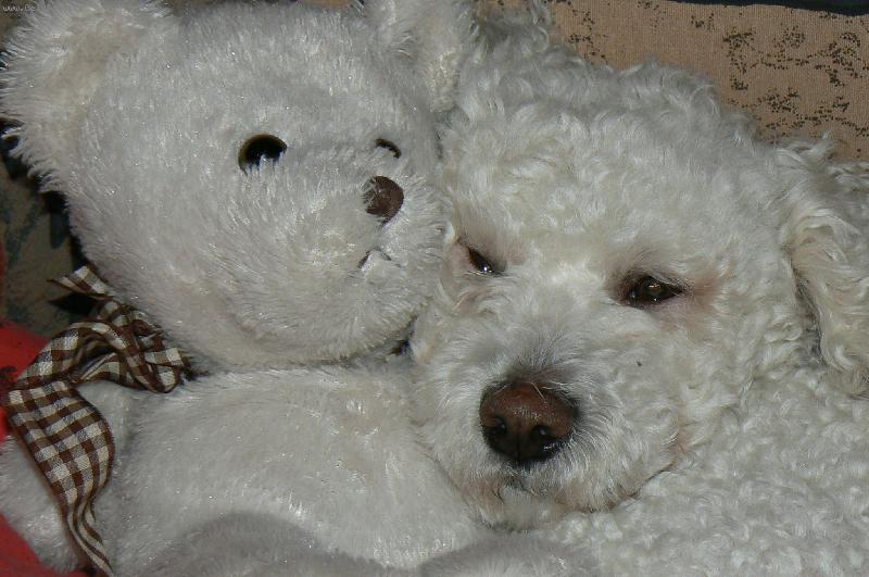 Foto: Falco- d�v� si dvacet