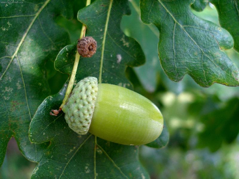 Foto: NEZRAL� �ALUD-N�BOJ PRO RUMCAJSE