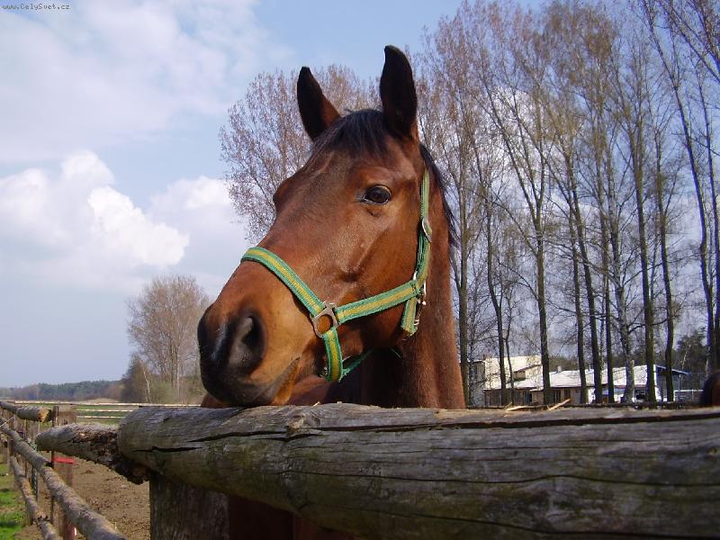 Foto: Pohled do d�lky-Quarter horse