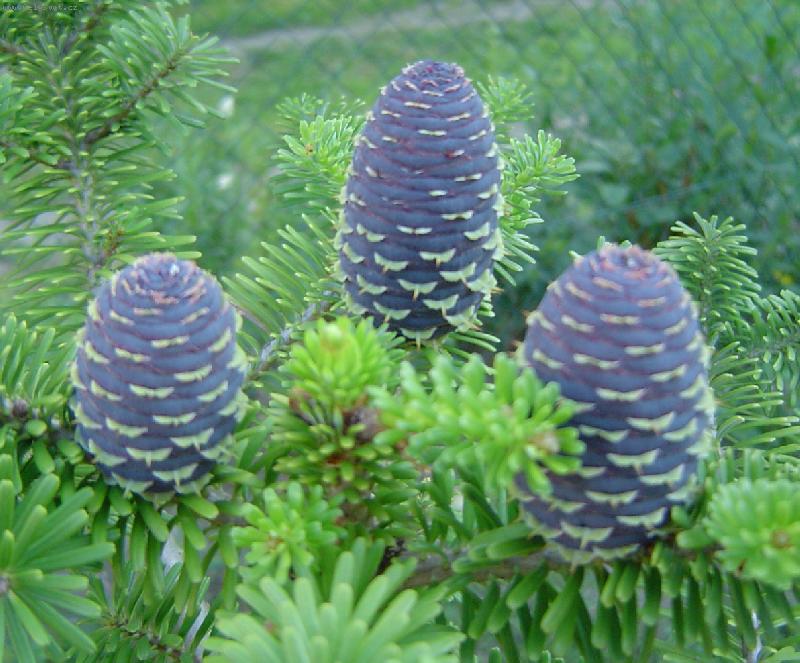 Foto: �i�ky korejsk� jedle