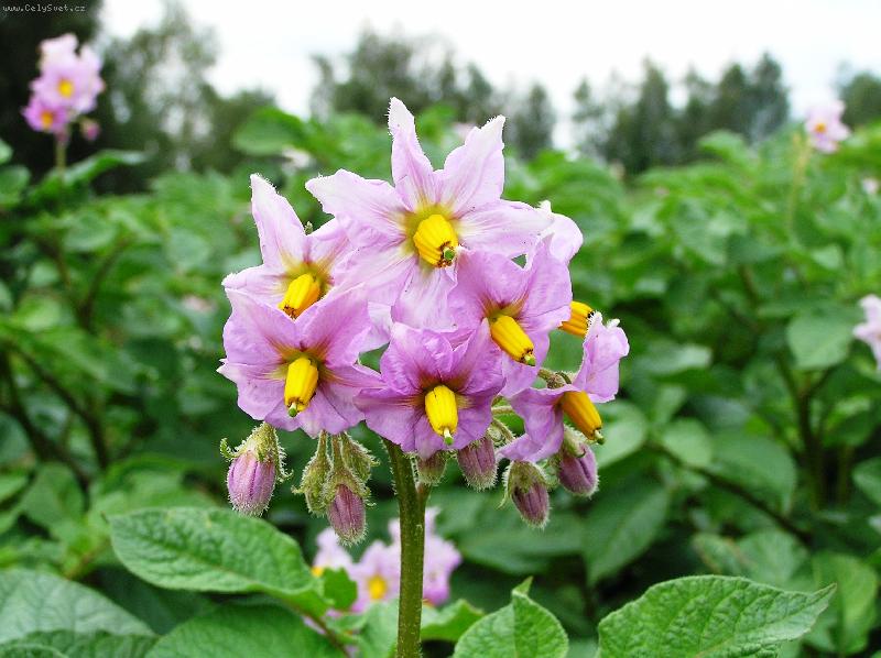 Foto: Co je to?Brambora Asterix.-Detail kv�tu.