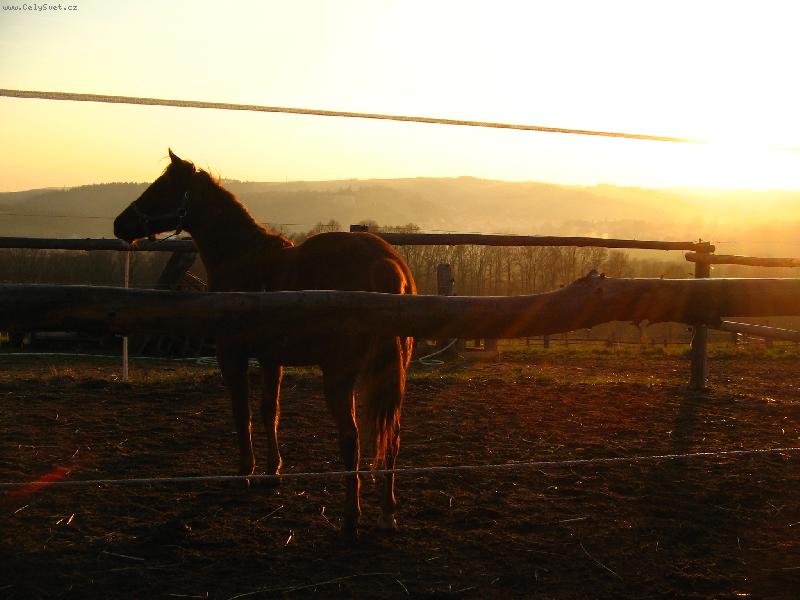 Foto: Den kon��...