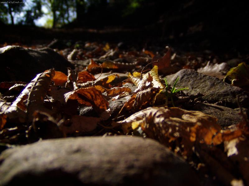 Foto: V lese..............